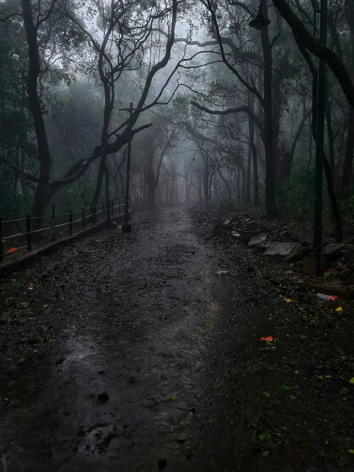 a path in the middle of a forest with lots of trees